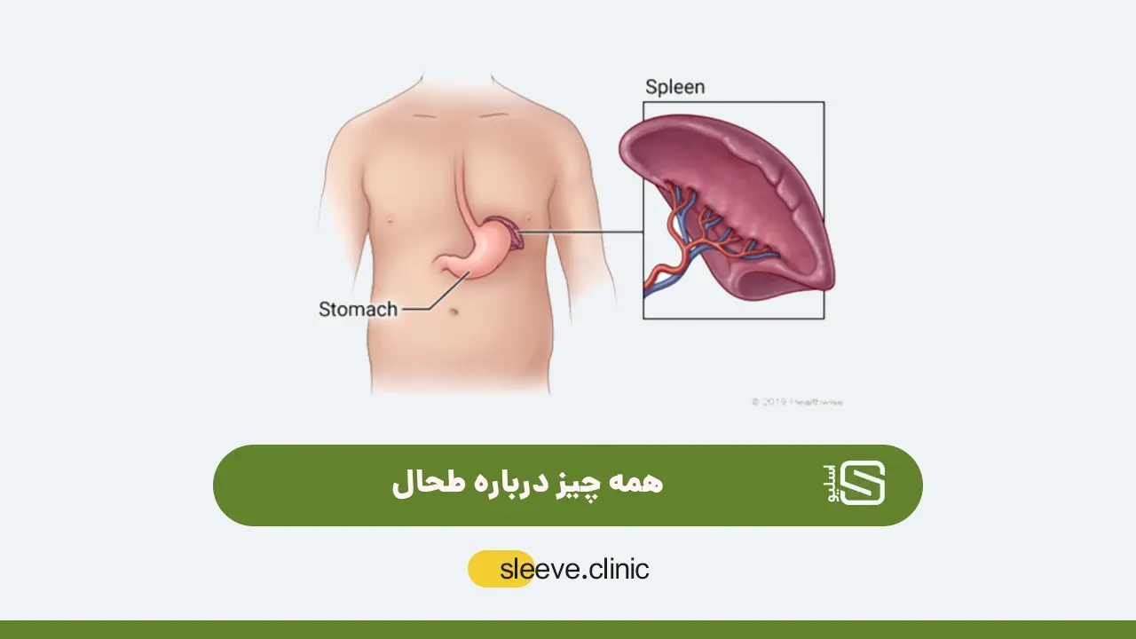 طحال چیست و کجاست