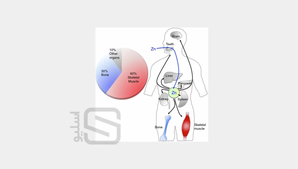 زینک برای بدن