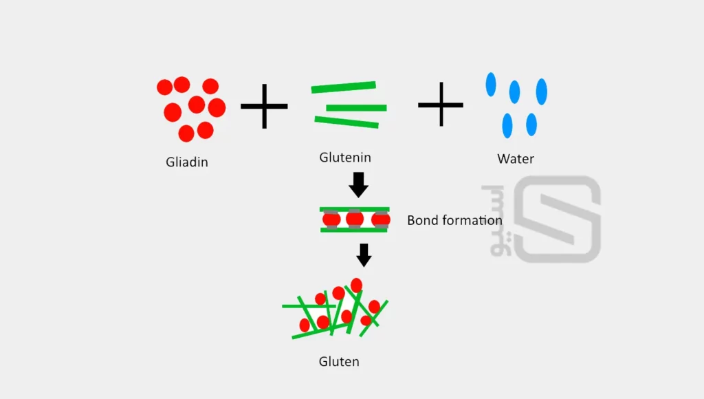 ساختار گلوتن چیست